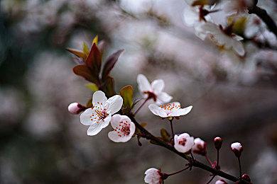 光荣《Fate＆Samurai Remnant》DLC2将于4月18日上线